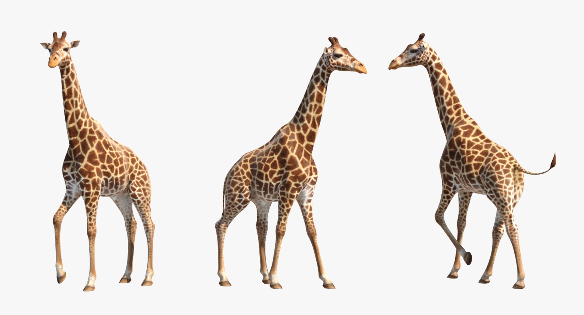 giraffe rigged 3D model https://p.turbosquid.com/ts-thumb/68/fo32ol/QrRRfRcK/girafferiggedvray3dmodel006/jpg/1555969299/1920x1080/fit_q87/a4860b058e63fac64047e5d70e00b8682b045ef8/girafferiggedvray3dmodel006.jpg