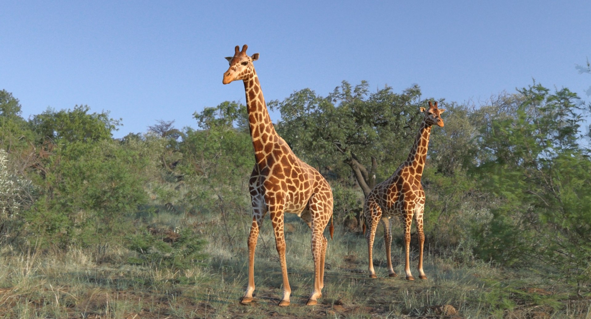 giraffe rigged 3D model https://p.turbosquid.com/ts-thumb/68/fo32ol/UW5ofOyy/girafferiggedvray3dmodel002/jpg/1555969277/1920x1080/fit_q87/b661b84296bb541bded601bfdfe12f33f708b35d/girafferiggedvray3dmodel002.jpg