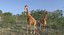 Giraffe Rigged for Maya
