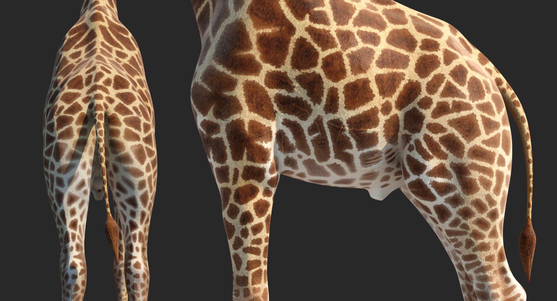 giraffe rigged 3D model https://p.turbosquid.com/ts-thumb/68/fo32ol/ZOfCx9VF/girafferiggedvray3dmodel012/jpg/1555969327/1920x1080/fit_q87/b9f81f7612ef9f41aa9df13044de577b83773cd5/girafferiggedvray3dmodel012.jpg