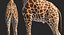 Giraffe Rigged for Maya