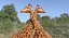 Giraffe Rigged for Maya