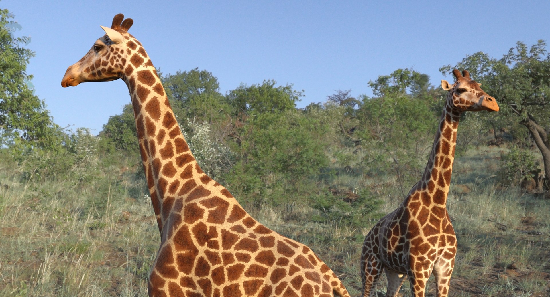 giraffe rigged 3D model https://p.turbosquid.com/ts-thumb/68/fo32ol/nB7BZ33f/girafferiggedvray3dmodel005/jpg/1555969295/1920x1080/fit_q87/4310ff8133cde1a408ca70f146cd9771e0ccc4d9/girafferiggedvray3dmodel005.jpg