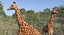 Giraffe Rigged for Maya