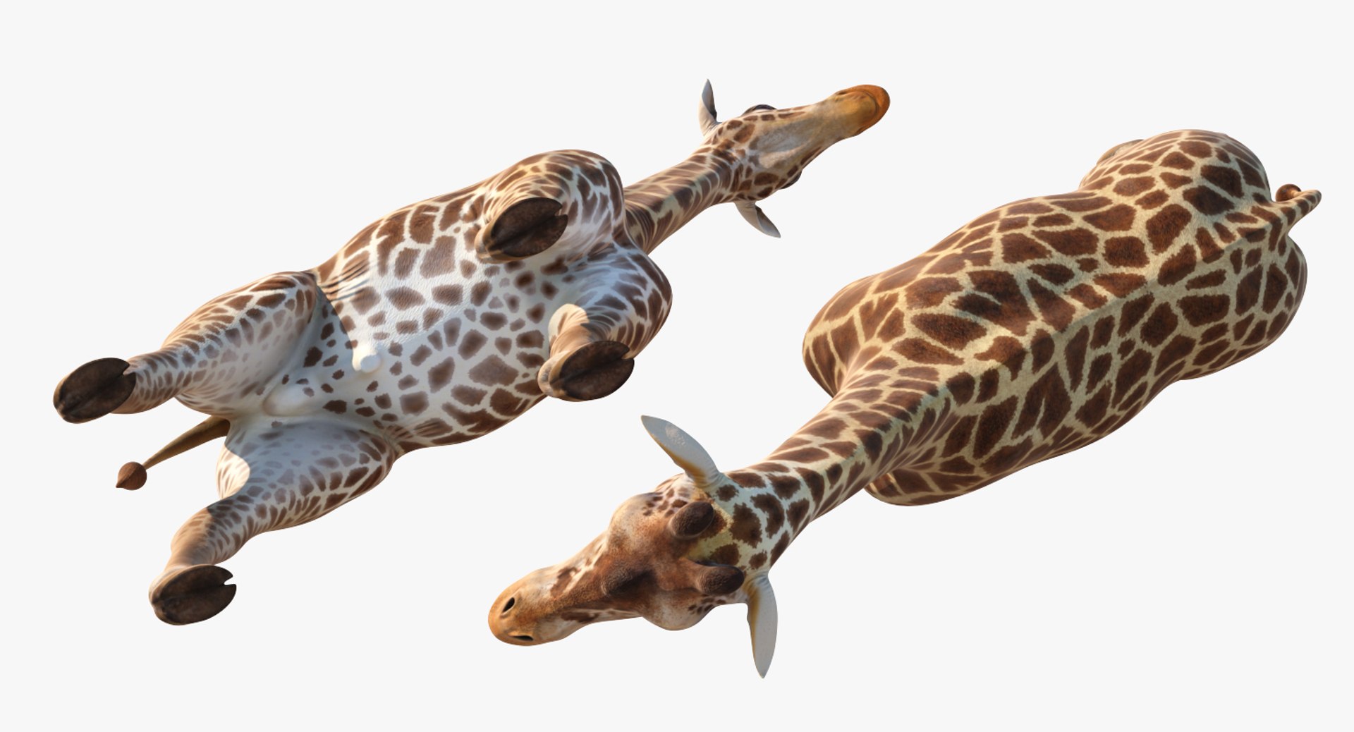 giraffe rigged 3D model https://p.turbosquid.com/ts-thumb/68/fo32ol/q7tHDjEm/girafferiggedvray3dmodel016/jpg/1555969343/1920x1080/fit_q87/3219dbc027d24ed9e5038a6474976482d0783c3c/girafferiggedvray3dmodel016.jpg