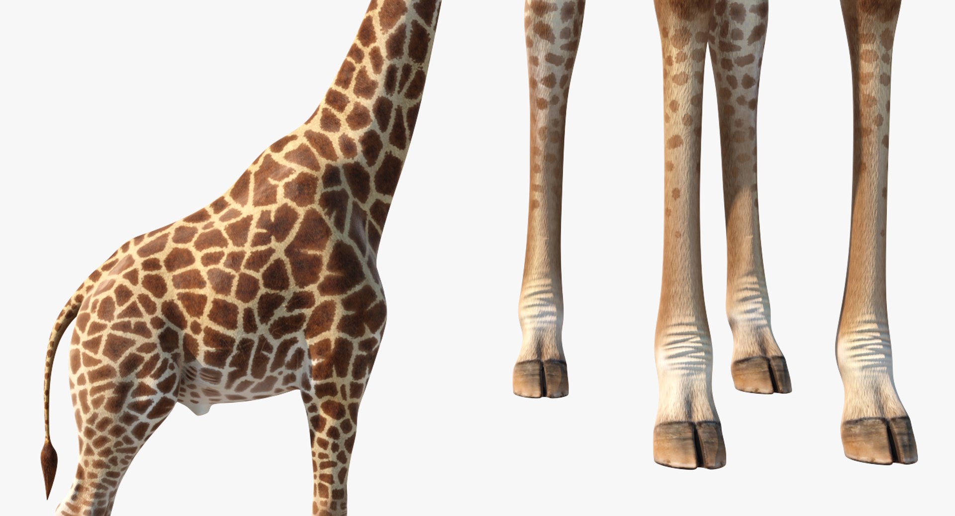 giraffe rigged 3D model https://p.turbosquid.com/ts-thumb/68/fo32ol/uHQEI9qw/girafferiggedvray3dmodel015/jpg/1555969340/1920x1080/fit_q87/96e76d1dfed6503c8368c87fd1f5e8a9d56c147c/girafferiggedvray3dmodel015.jpg