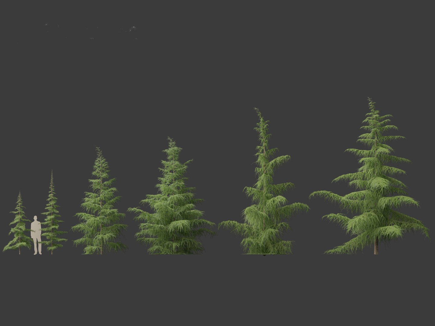 3D Cedrus Deodara - Deodar Cedar 01 - TurboSquid 2131220