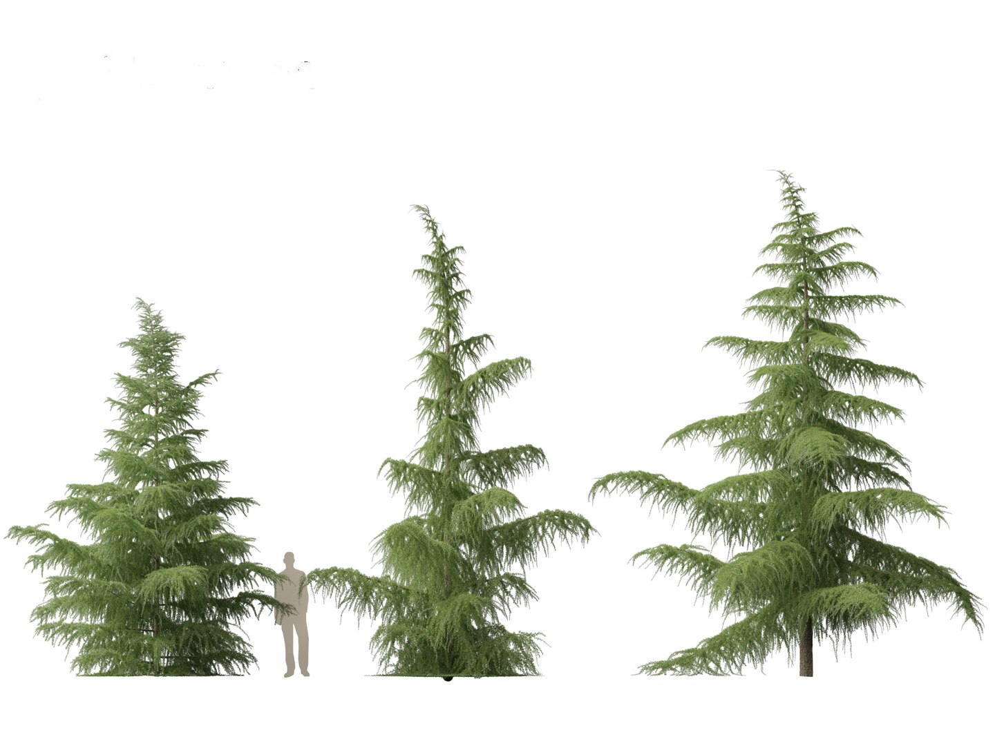 3D Cedrus Deodara - Deodar Cedar 01 - TurboSquid 2131220