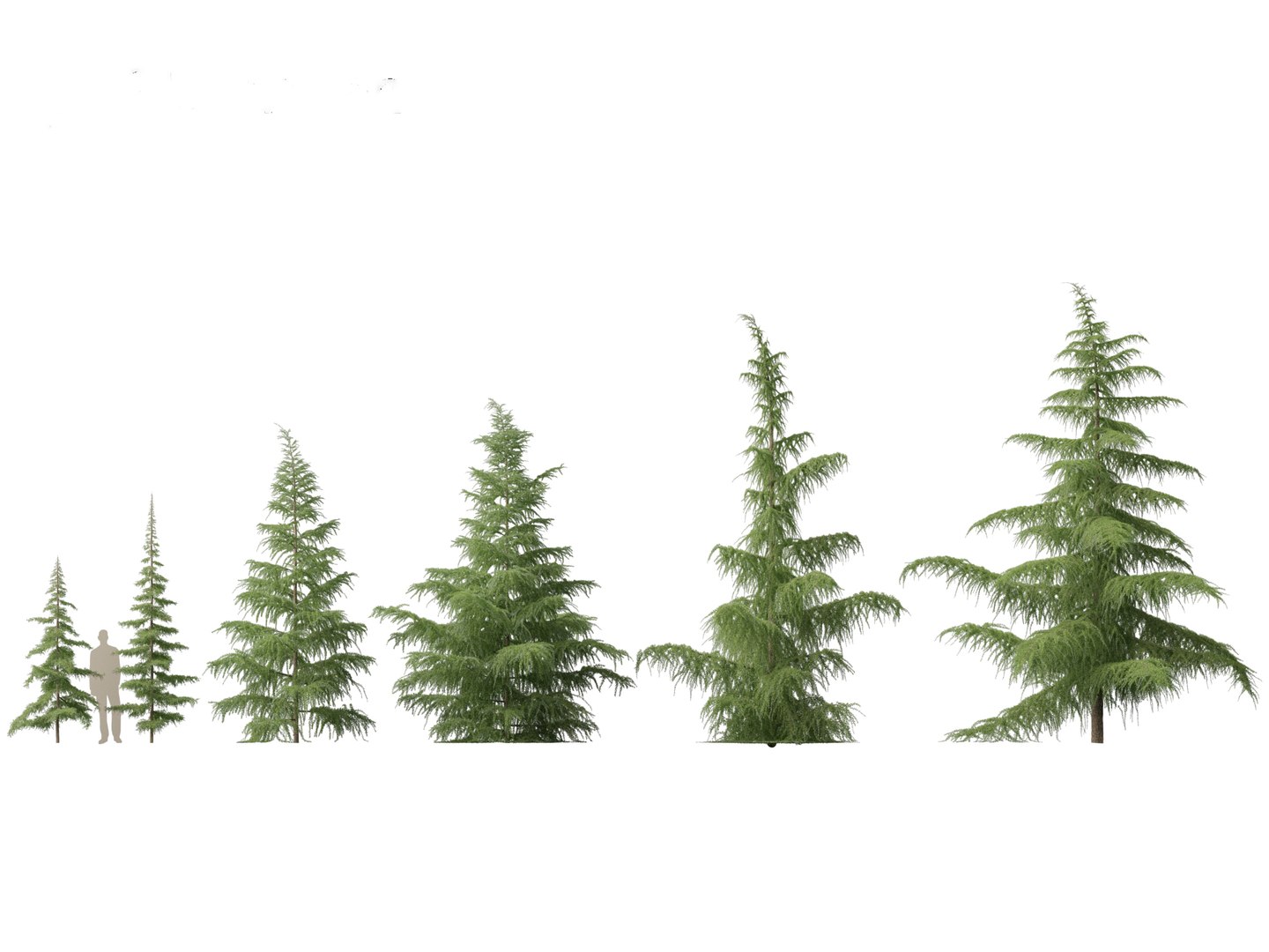 3d Cedrus Deodara - Deodar Cedar 01 - Turbosquid 2131220