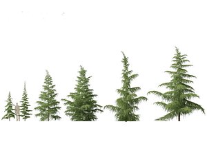 3D Cedrus deodara - deodar cedar 01