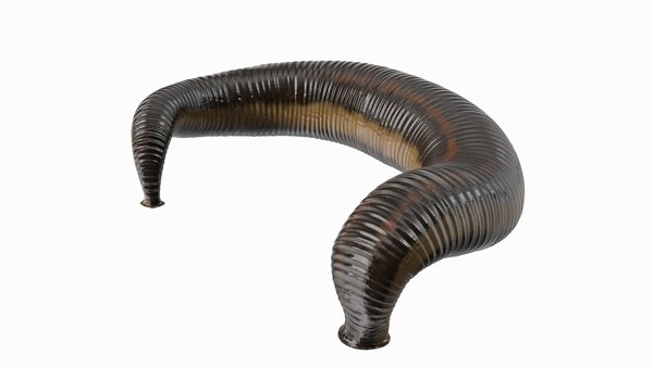 modelo 3d Chupar sanguijuela medicinal - TurboSquid 2086214