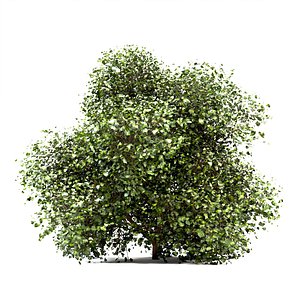 Set of Buxus or Box Bushes 3D model