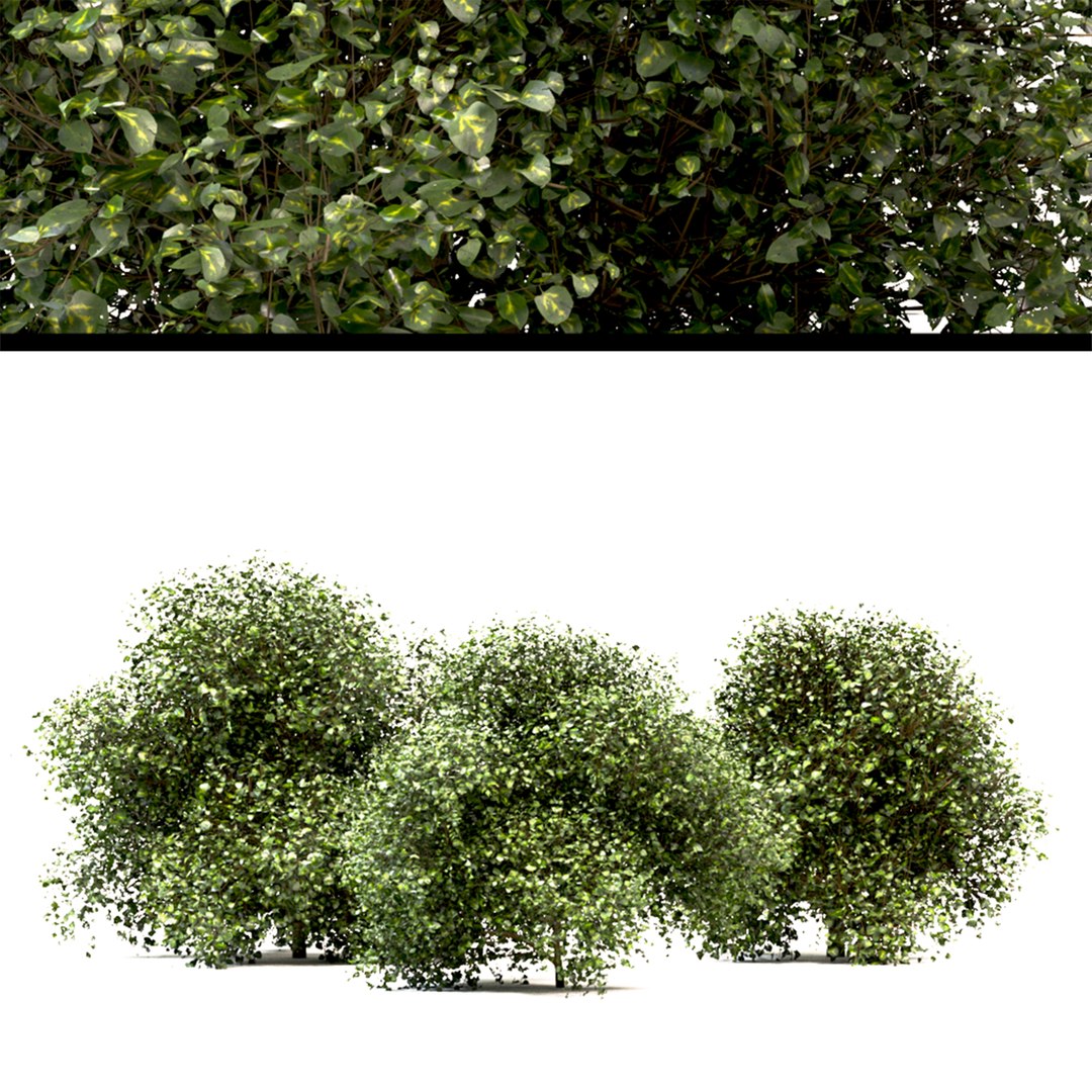 Set Of Buxus Or Box Bushes 3D Model - TurboSquid 1995776