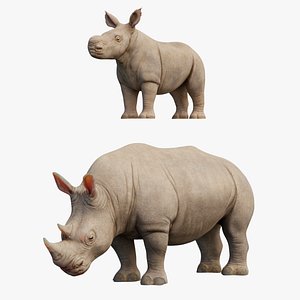 rhino rigged adult baby 3D model