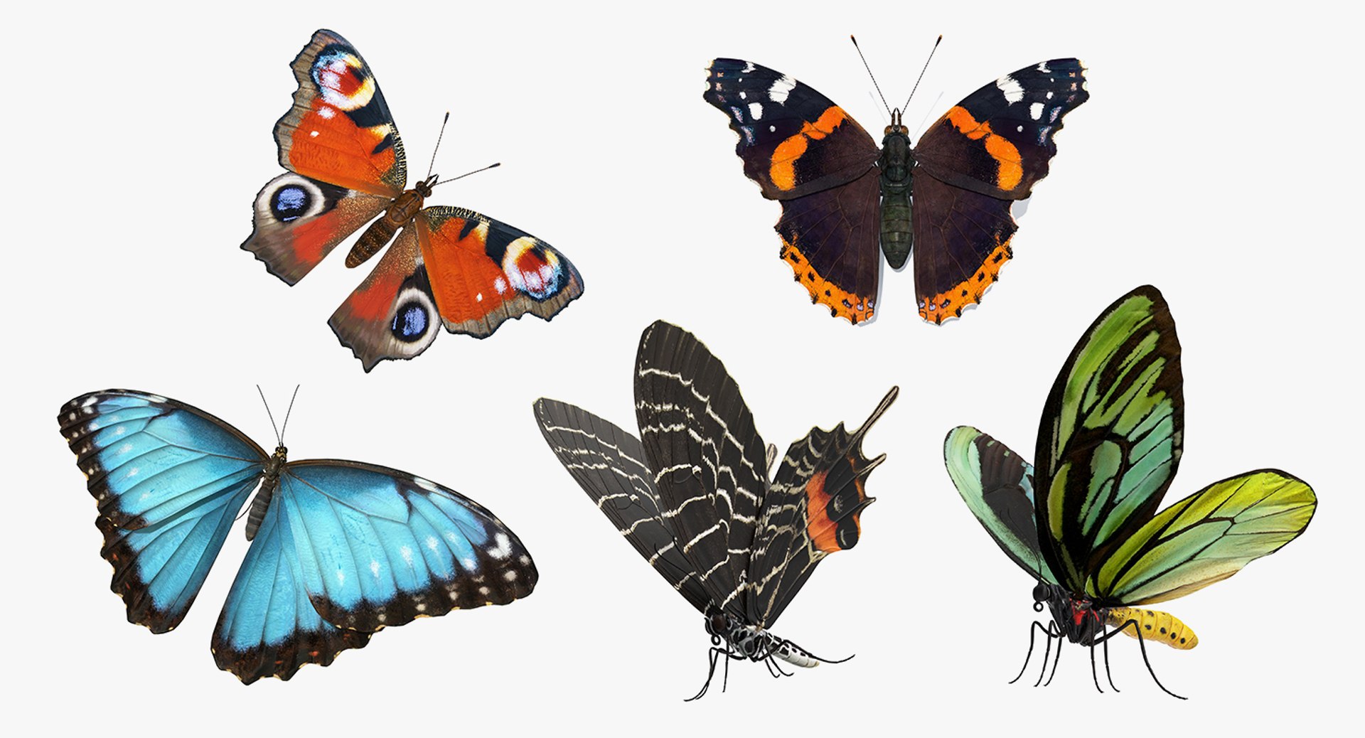 Butterflies Rigged Collection for Maya 3D model preview