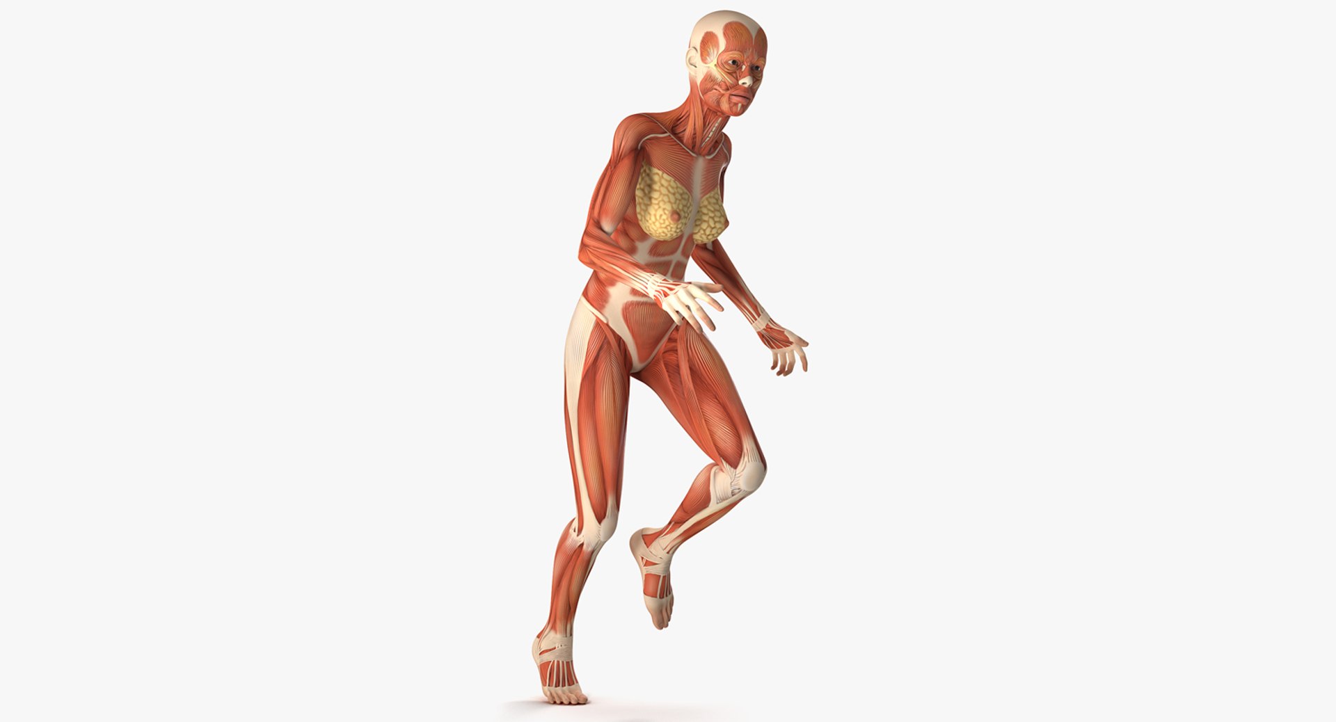 Running Woman Muscular System Anatomy 3D Model 3D model preview