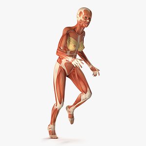 3D running woman muscular anatomy