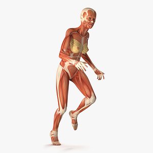 Running Woman Muscular System Anatomy 3D Model
