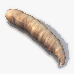3d model of maggot modelled
