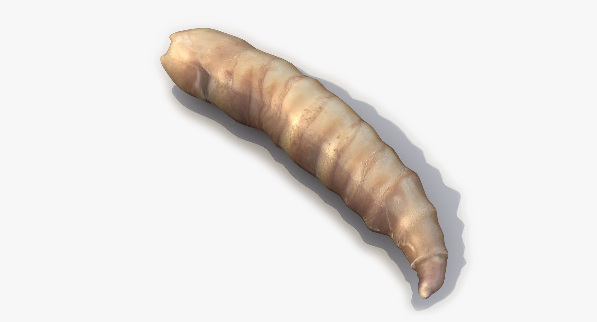 3d Model Of Maggot Modelled