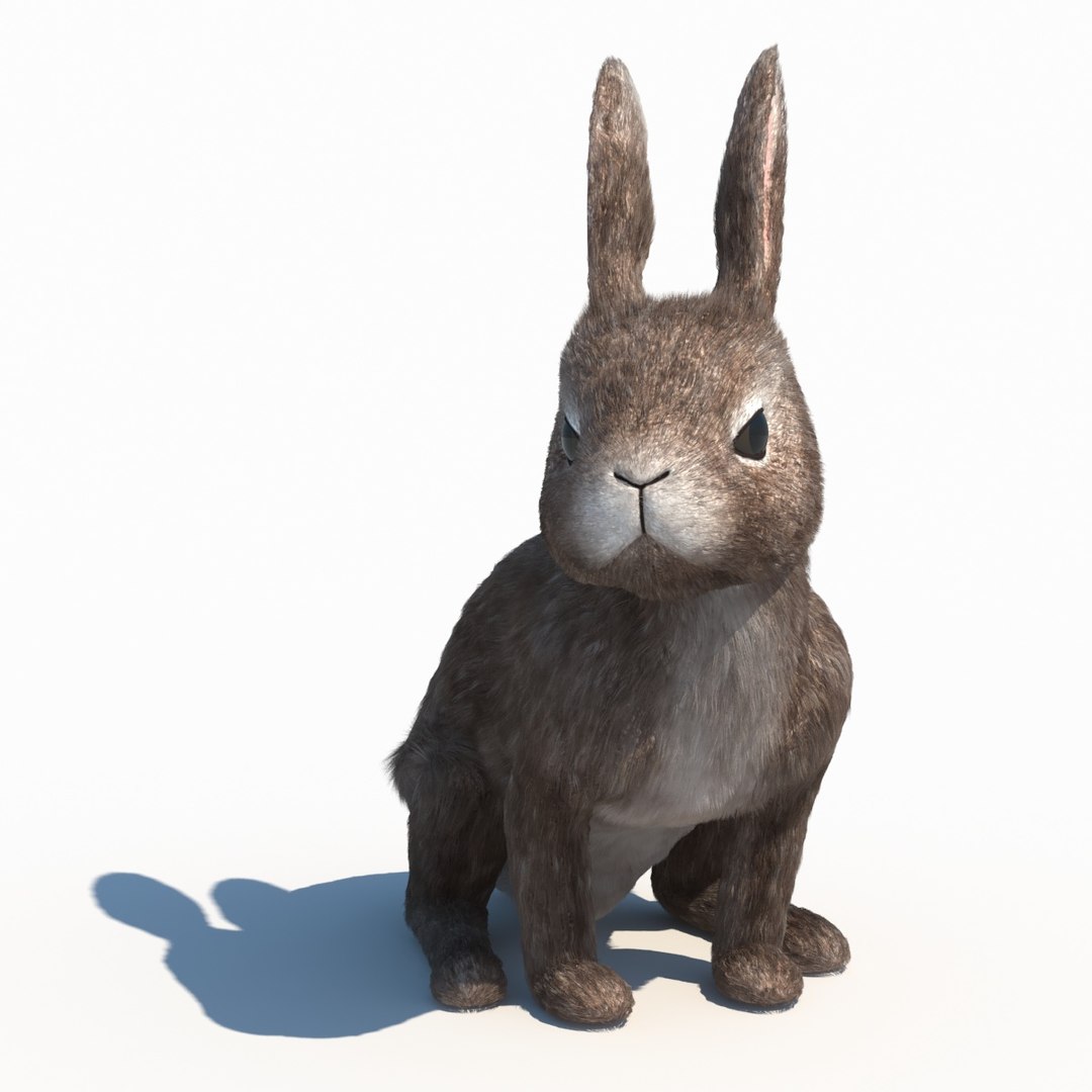 Rabbit Bunny Animation 3d Max