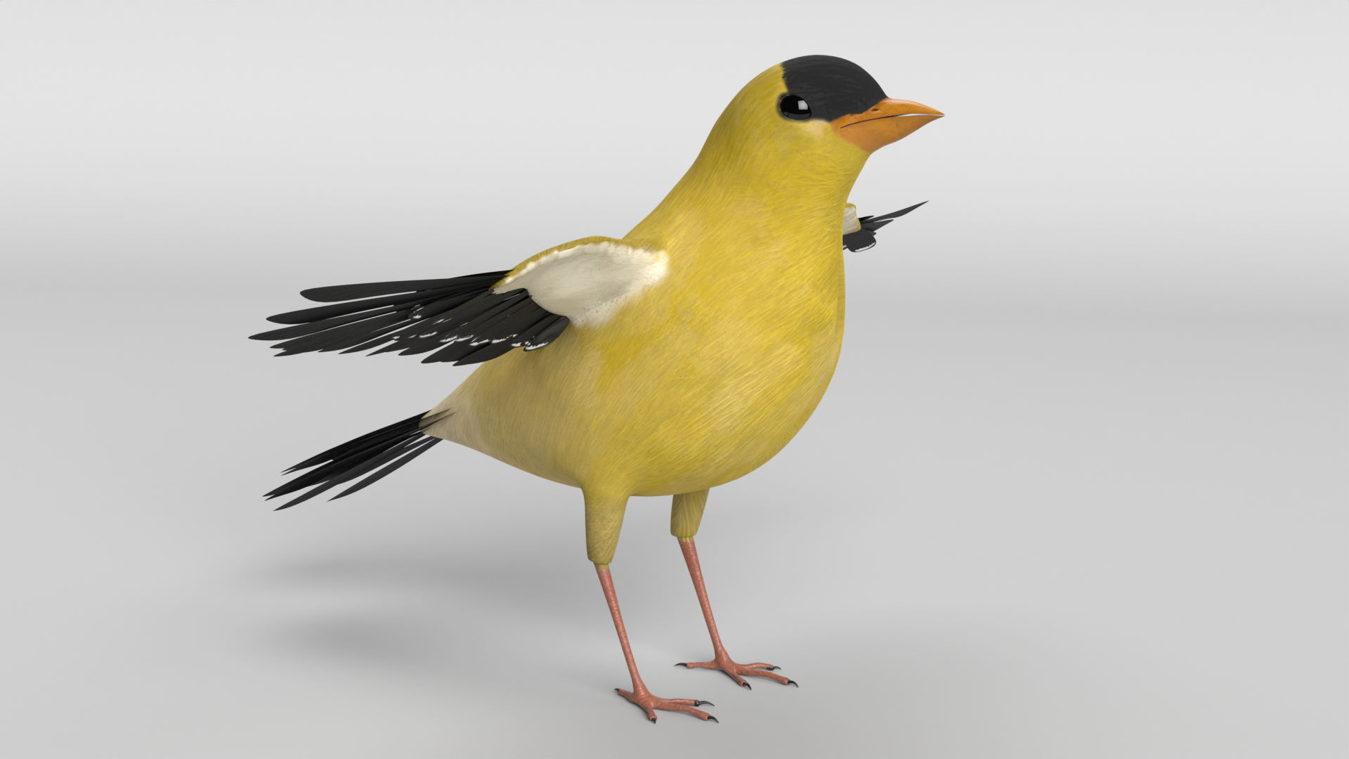3D Goldfinch - TurboSquid 2122647