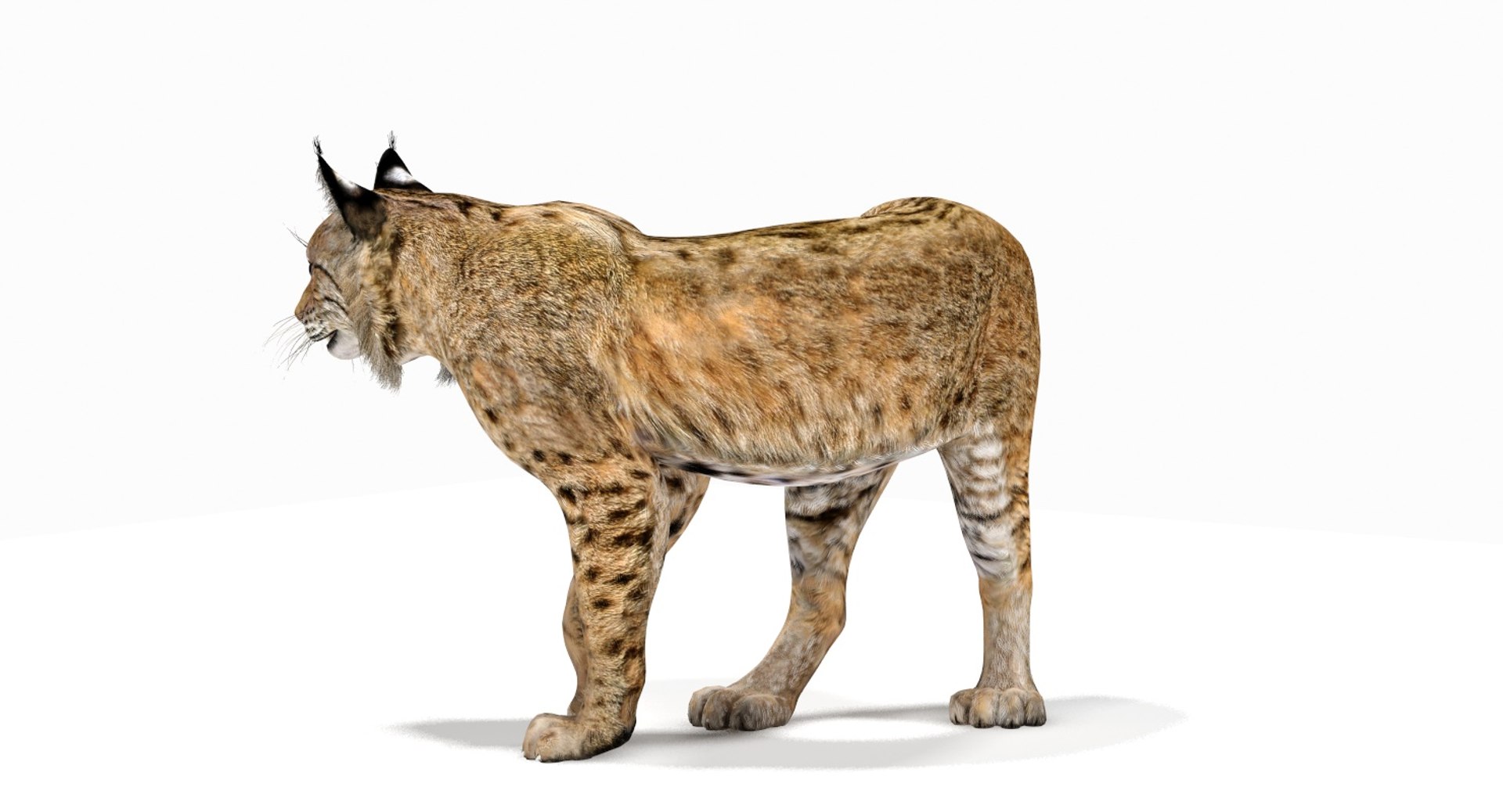 3d Model Bobcat Rigging - Turbosquid 1288647