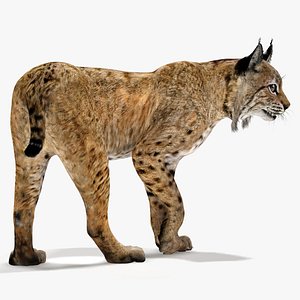 max lynx eurasian