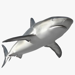 Caribbean Reef Shark 3D model