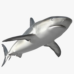 Caribbean Reef Shark