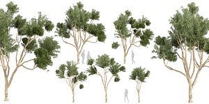 3D Collection plant vol 580 - Eucalyptus - Cladocalyx - tree - 3Ds max - Cinema 4D