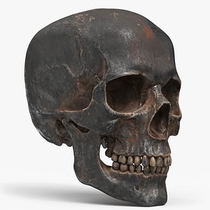 3D model Human Skull Sci-fi Iron