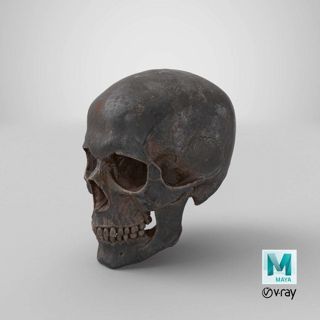 3D model Human Skull Sci-fi Iron https://p.turbosquid.com/ts-thumb/69/xe4mWO/i7/stemcell_maya_vray_render/png/1668807402/1920x1080/fit_q87/9d91a7ff778e3c561743c6be893b950ba473e2fa/stemcell_maya_vray_render.jpg