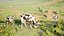 Modello 3D low poly di mucca Holstein da latte, animato e con rigging.