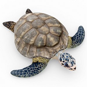 max turtle