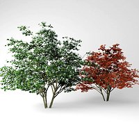 Kousa dogwood