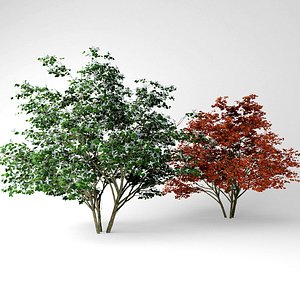 Kousa dogwood