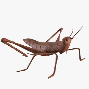 printable cricket blend