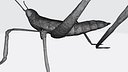 Printable Cricket