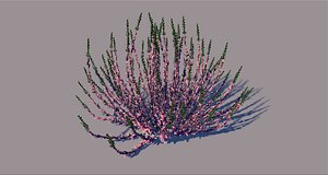 calluna flower 3D model