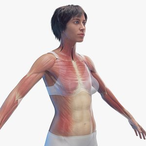 Human Female Body Skeleton and Muscles Static 3D model