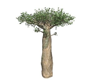 baobab