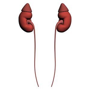 3ds max human urinary kidney