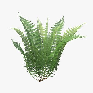 3d model of ferns 01 02