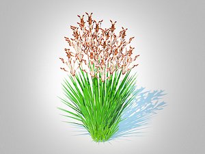 Deschampsia flexuosa - Wavy Hair Grass 3D
