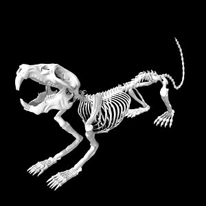 Rigged Rat Skeleton