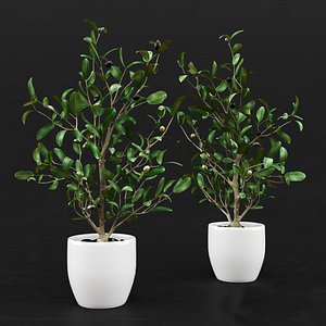 Olive Tree 3D model