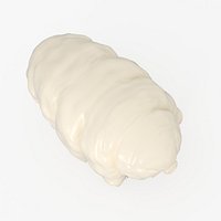 Water Bear