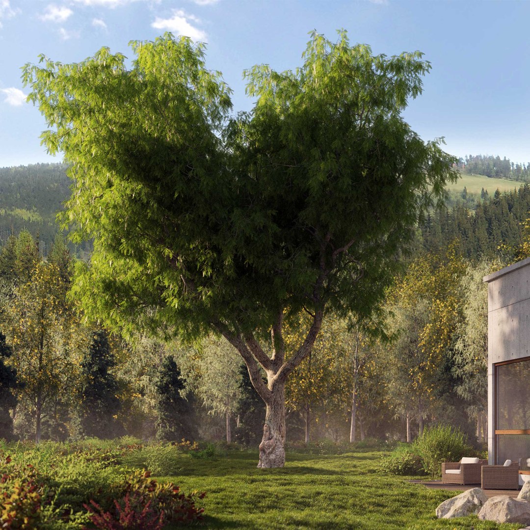 3D Real Trees III https://p.turbosquid.com/ts-thumb/6B/8vPwdA/0I/vpamericanpepperv10/jpg/1685383442/1920x1080/fit_q87/da4419f91bd48475255eed1f9d6a93788b4249cd/vpamericanpepperv10.jpg