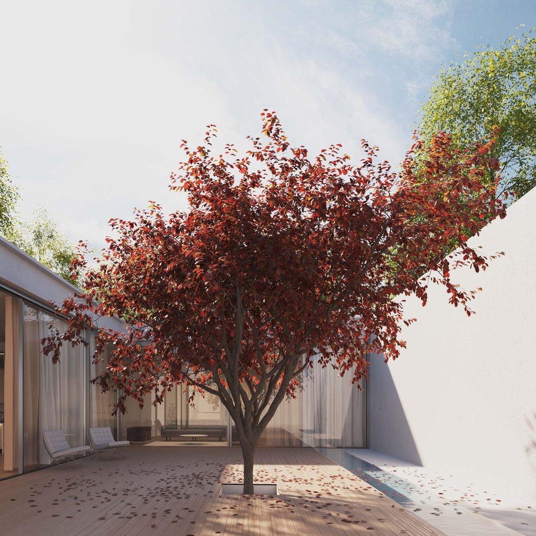 3D Real Trees III https://p.turbosquid.com/ts-thumb/6B/8vPwdA/0J/vpblackplumtreev7/jpg/1685383535/1920x1080/fit_q87/3da17fbad57853554a7077851a3198fefa561b3b/vpblackplumtreev7.jpg